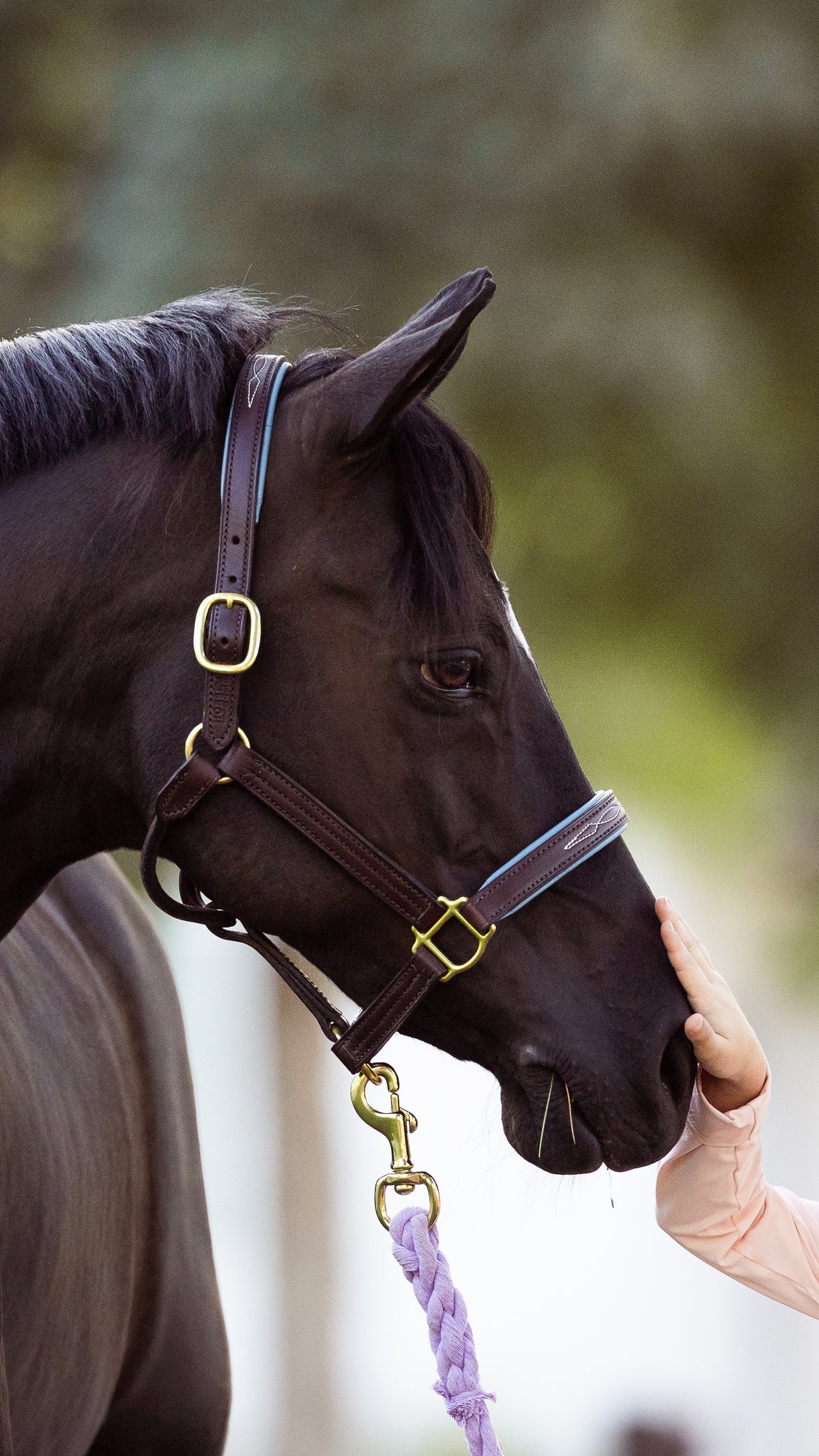 Horse|Man Fancy Padded Halter