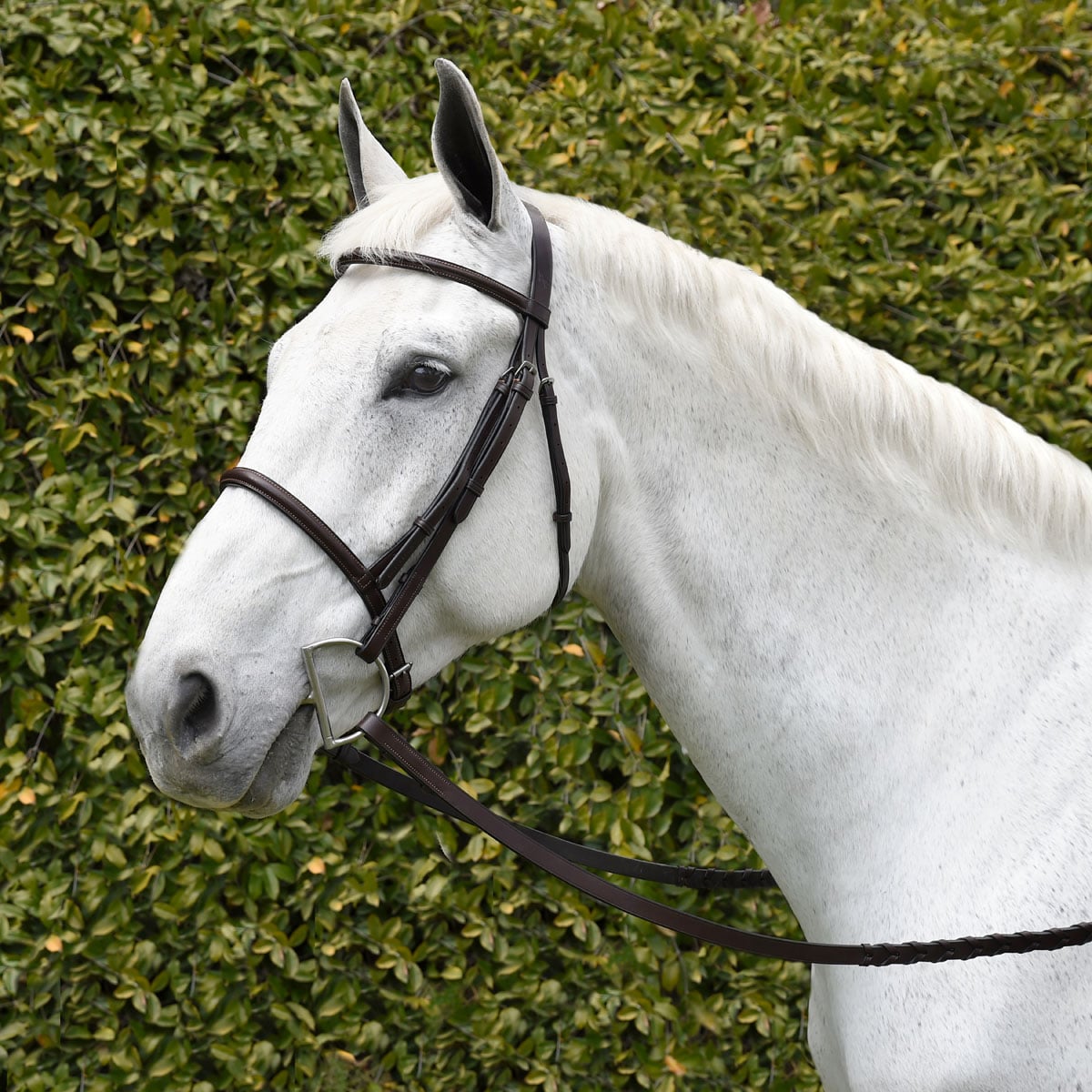 Bobby's Original Bridle Raised