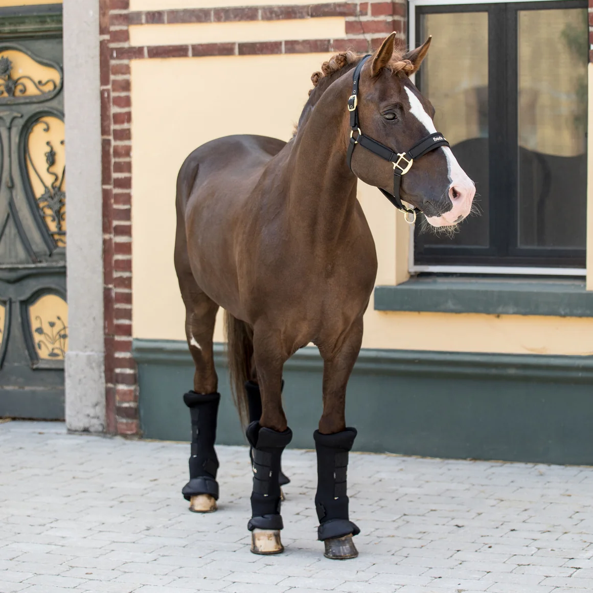 Back On Track Royal Quick Wraps Deluxe pair