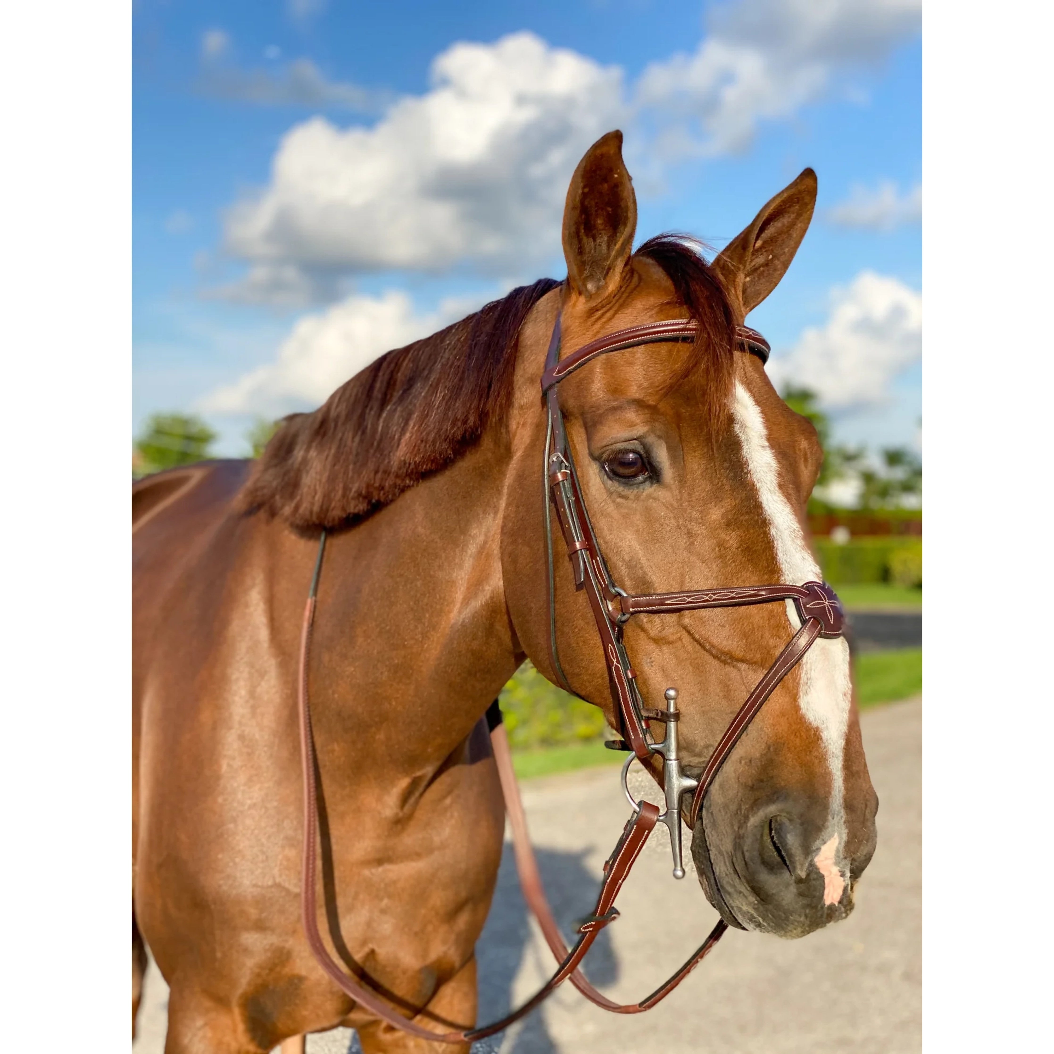 Heritage Bridle Figure-8 w/Reins