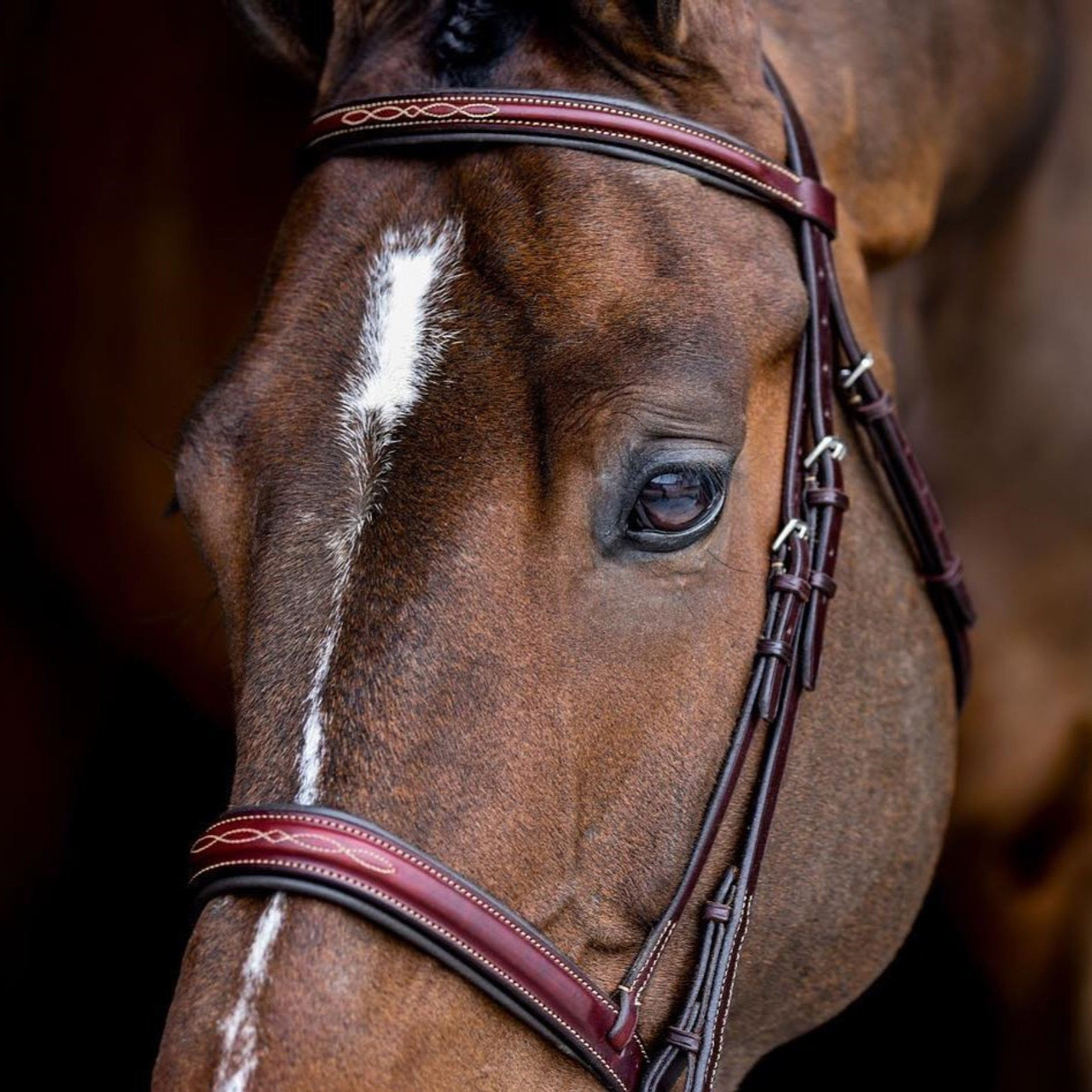 Edgewood Deluxe Padded 1" Bridle