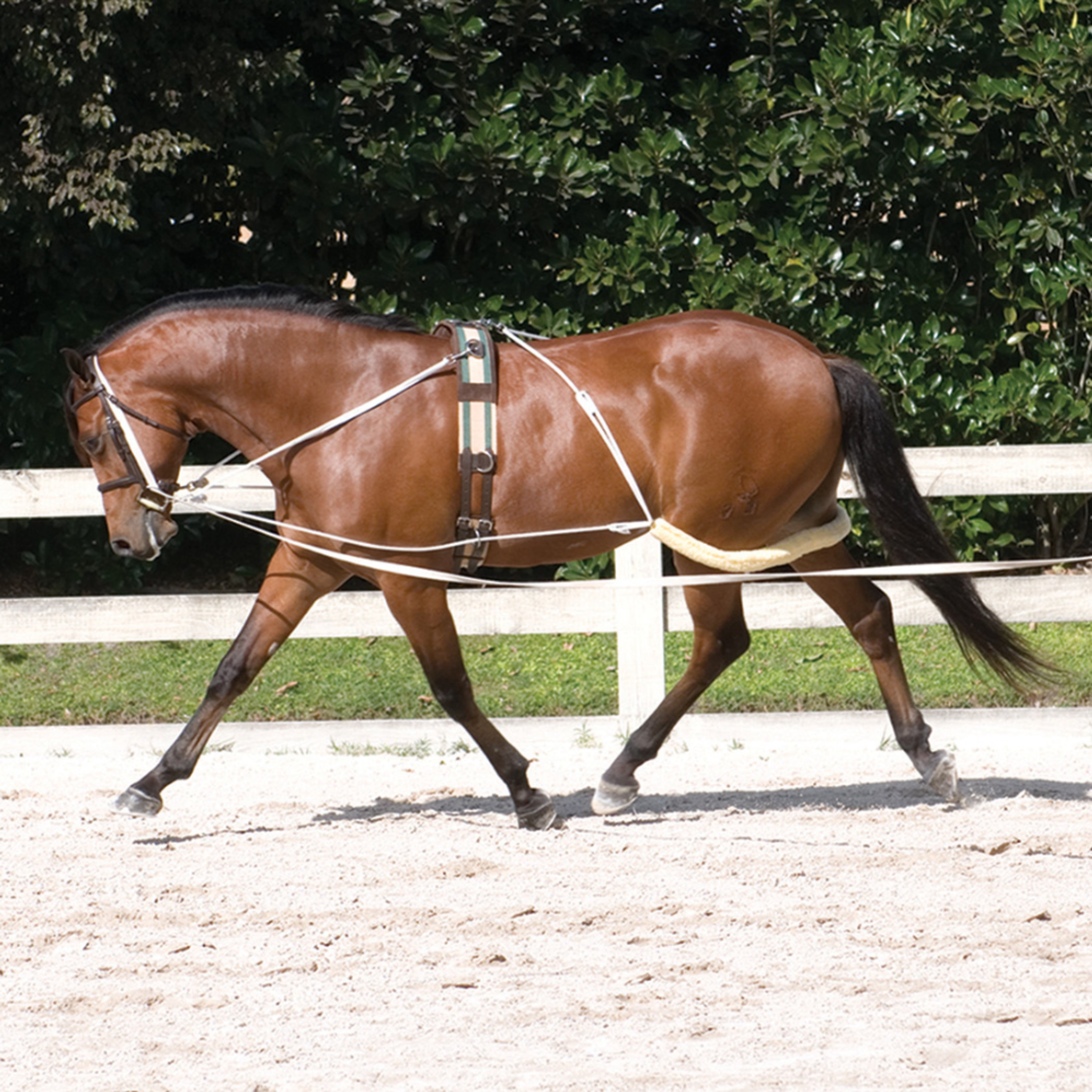 Pessoa Lungeing System Pony