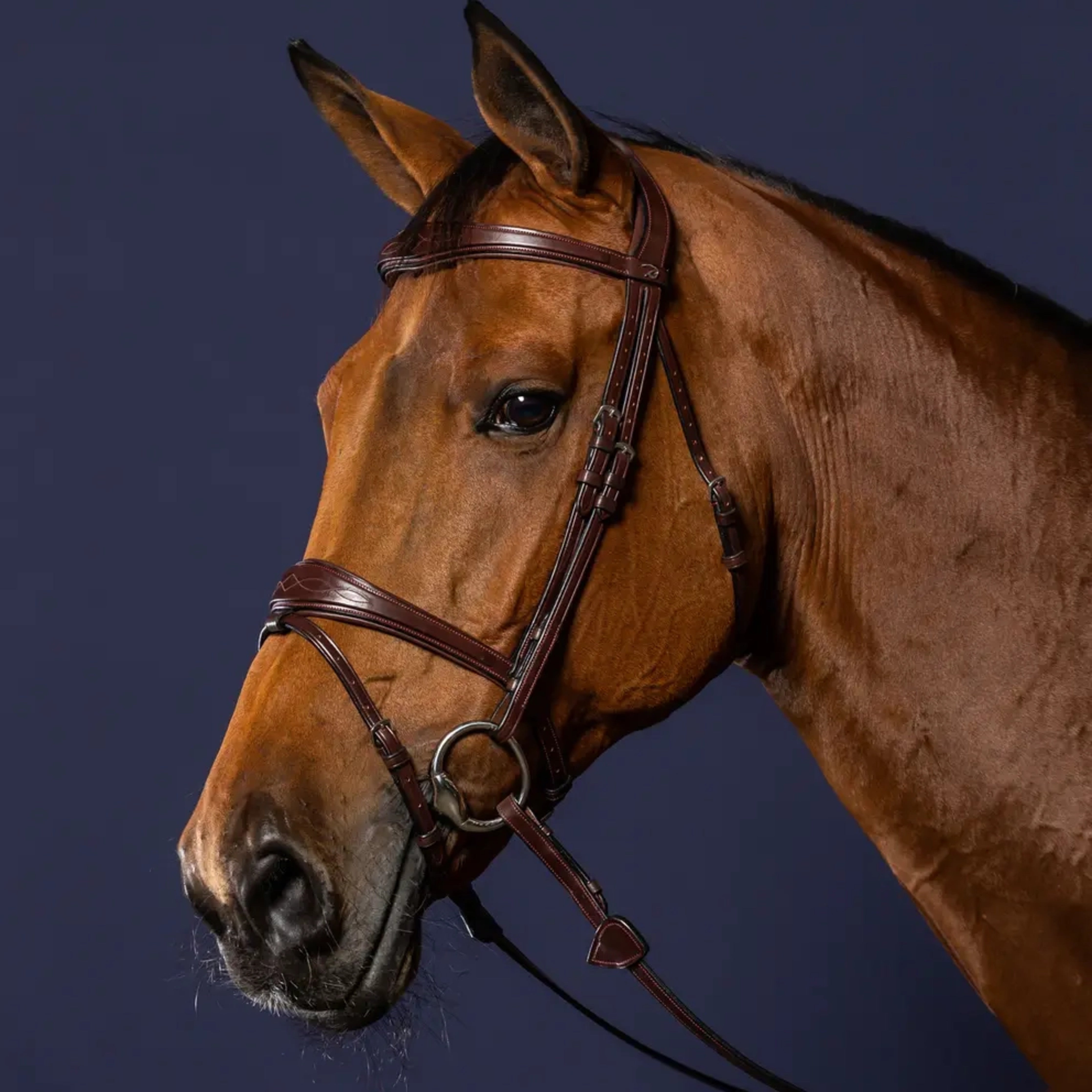 Dyon Signature Flash Bridle