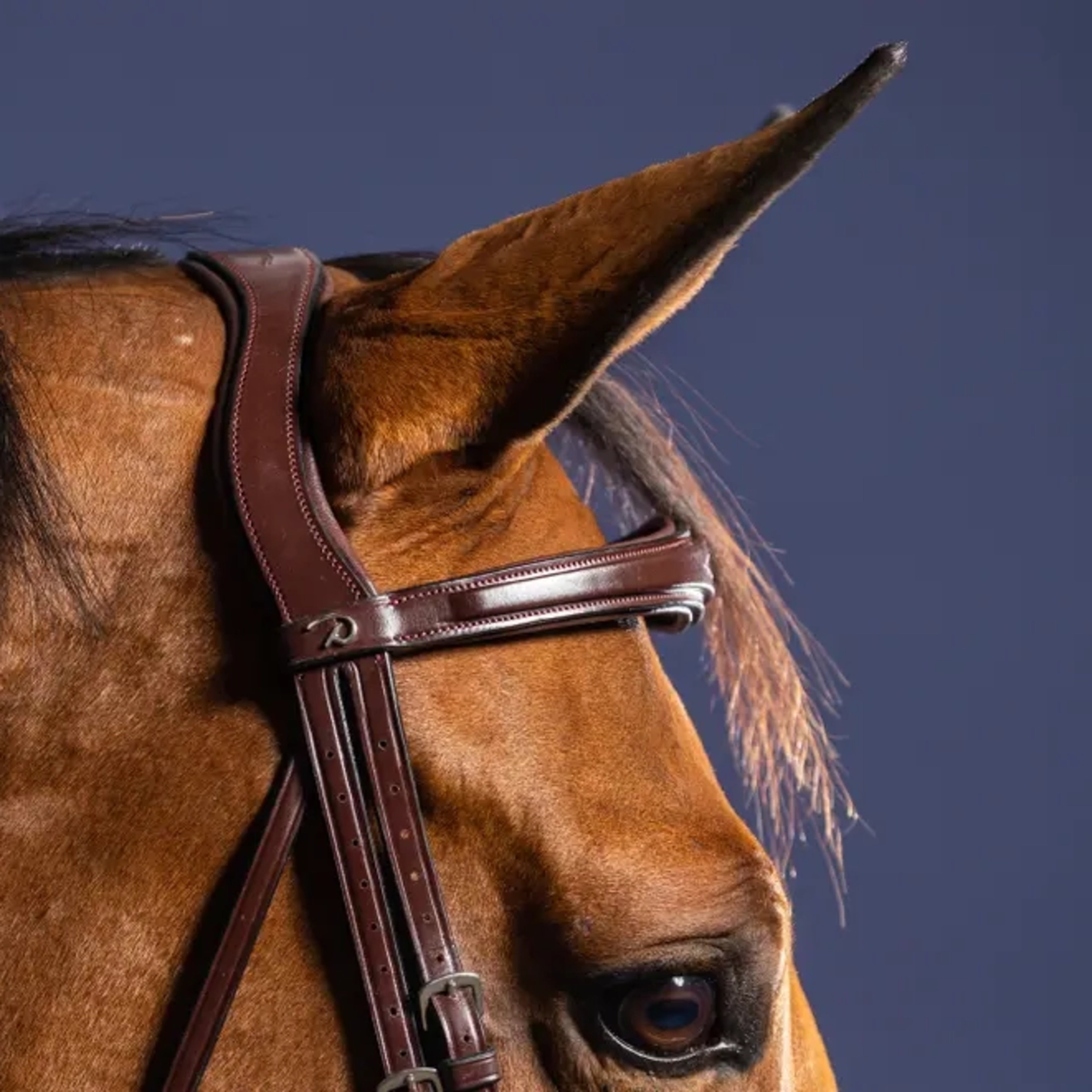 Dyon Signature Flash Bridle