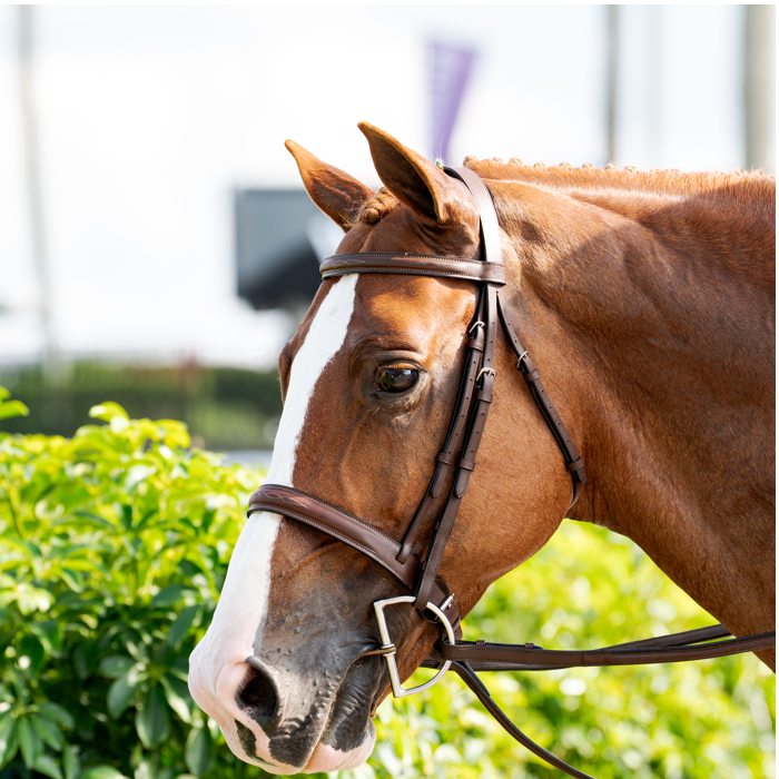 BUTET Sport Hunter Bridle