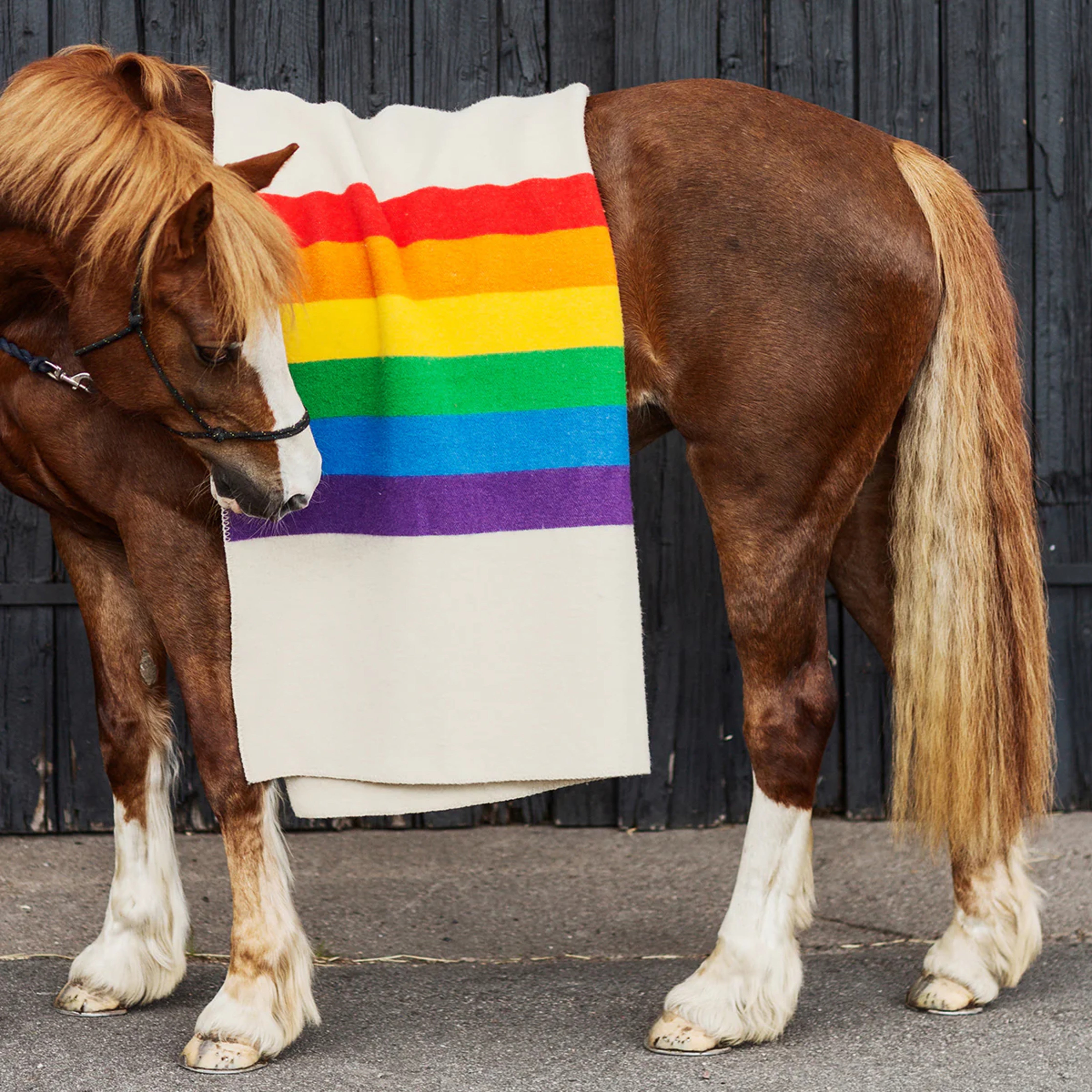 Get the Gallop Eco-Wool Blanket