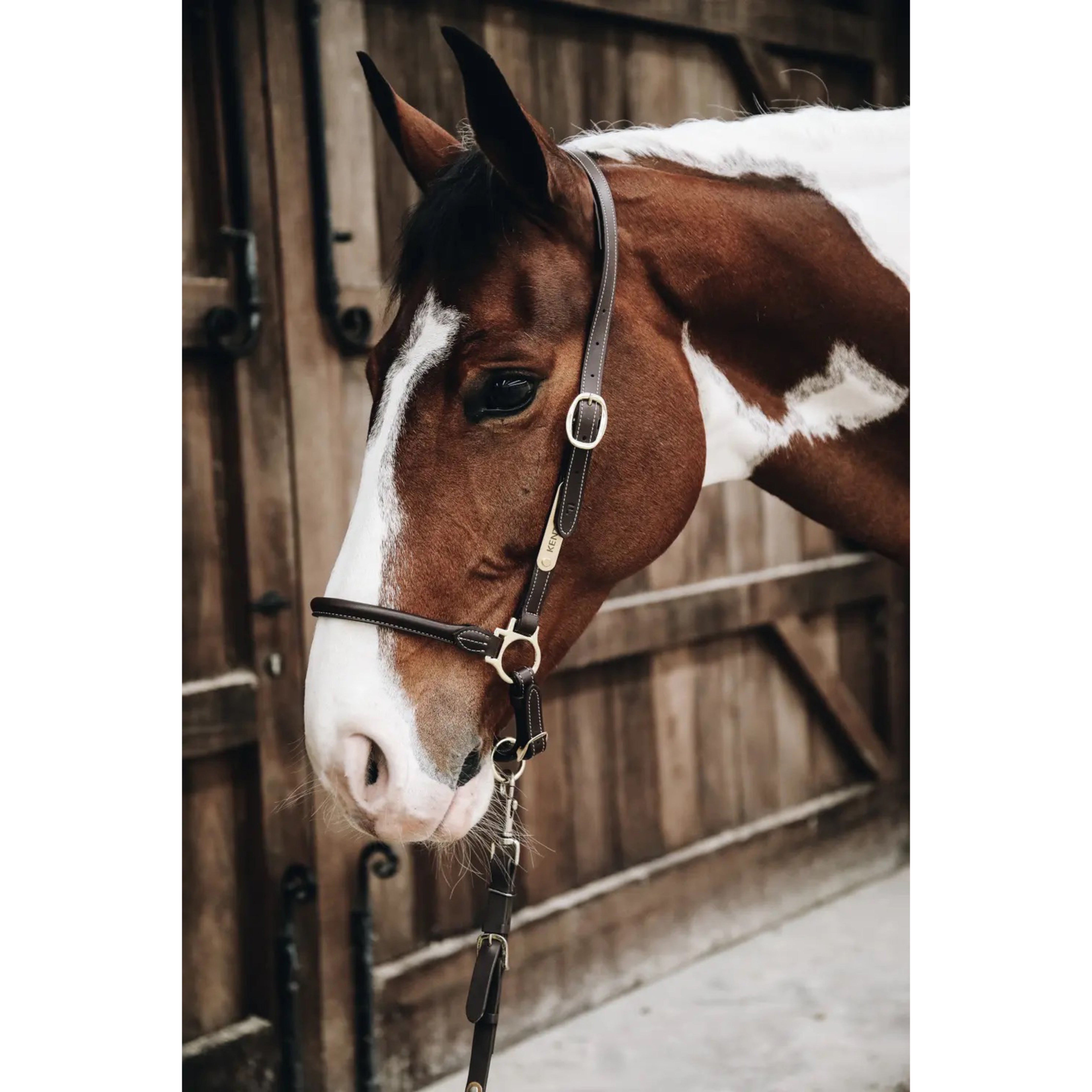 Kentucky Leather Grooming Halter