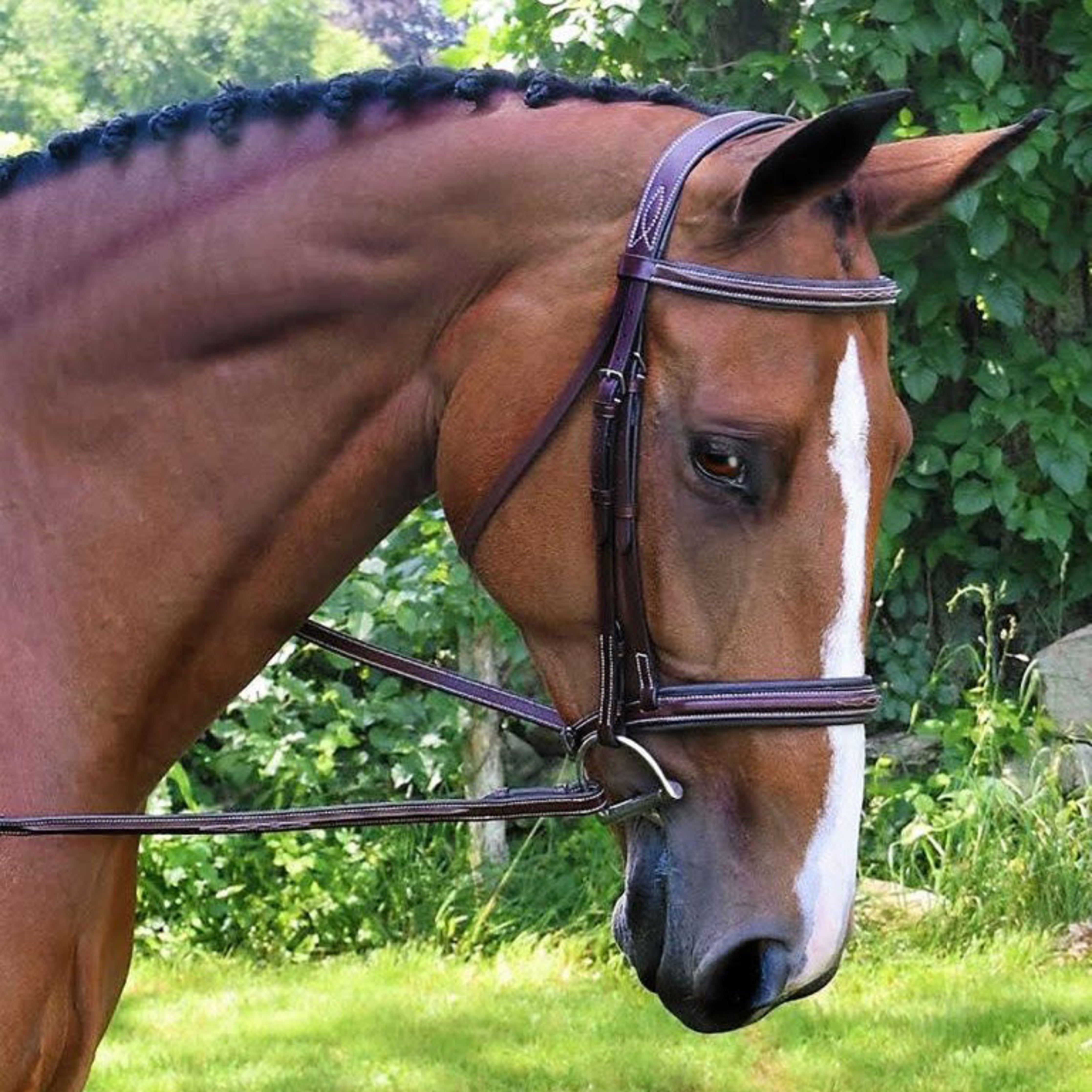 Black Oak Laurel Padded Bridle