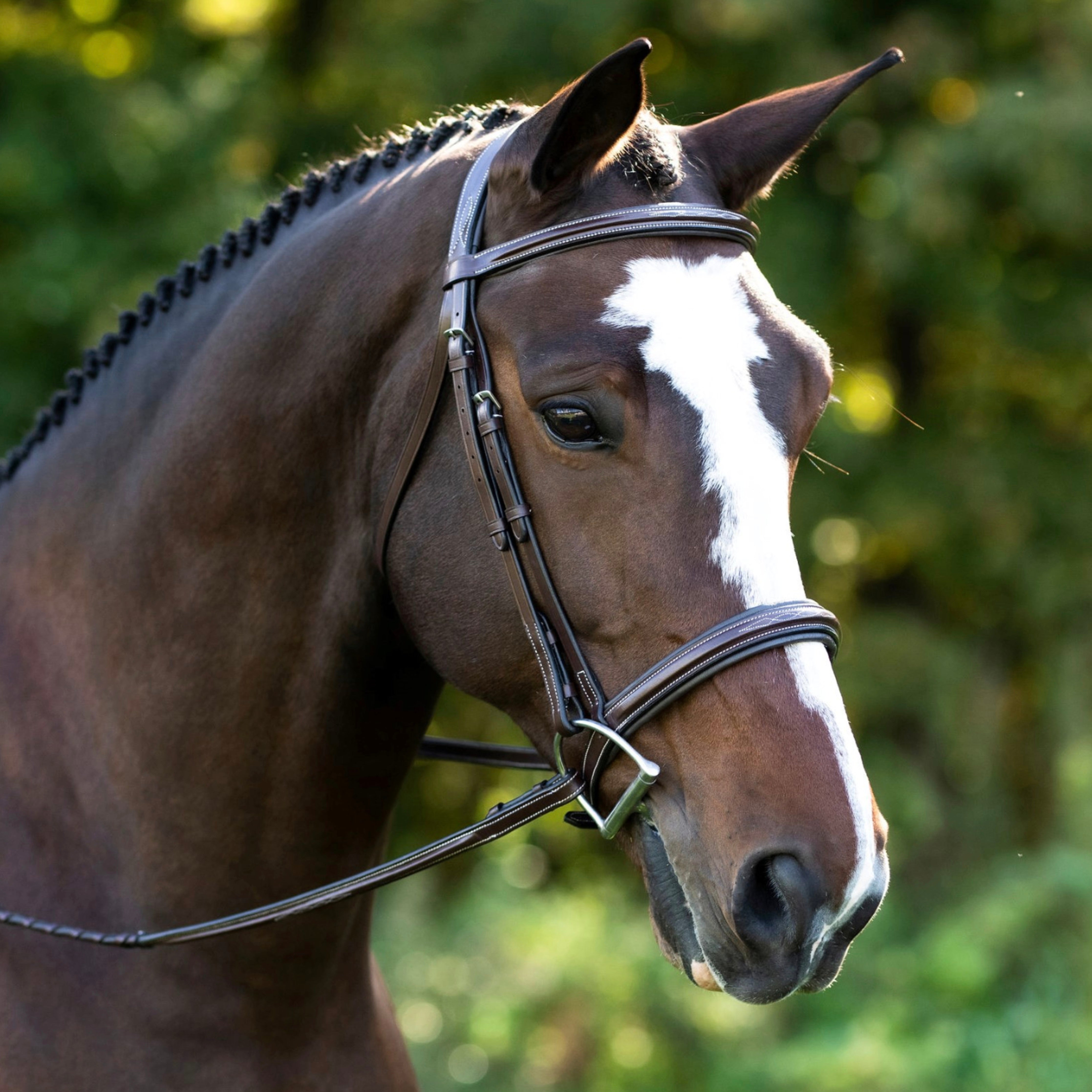 Black Oak Laurel Padded Bridle