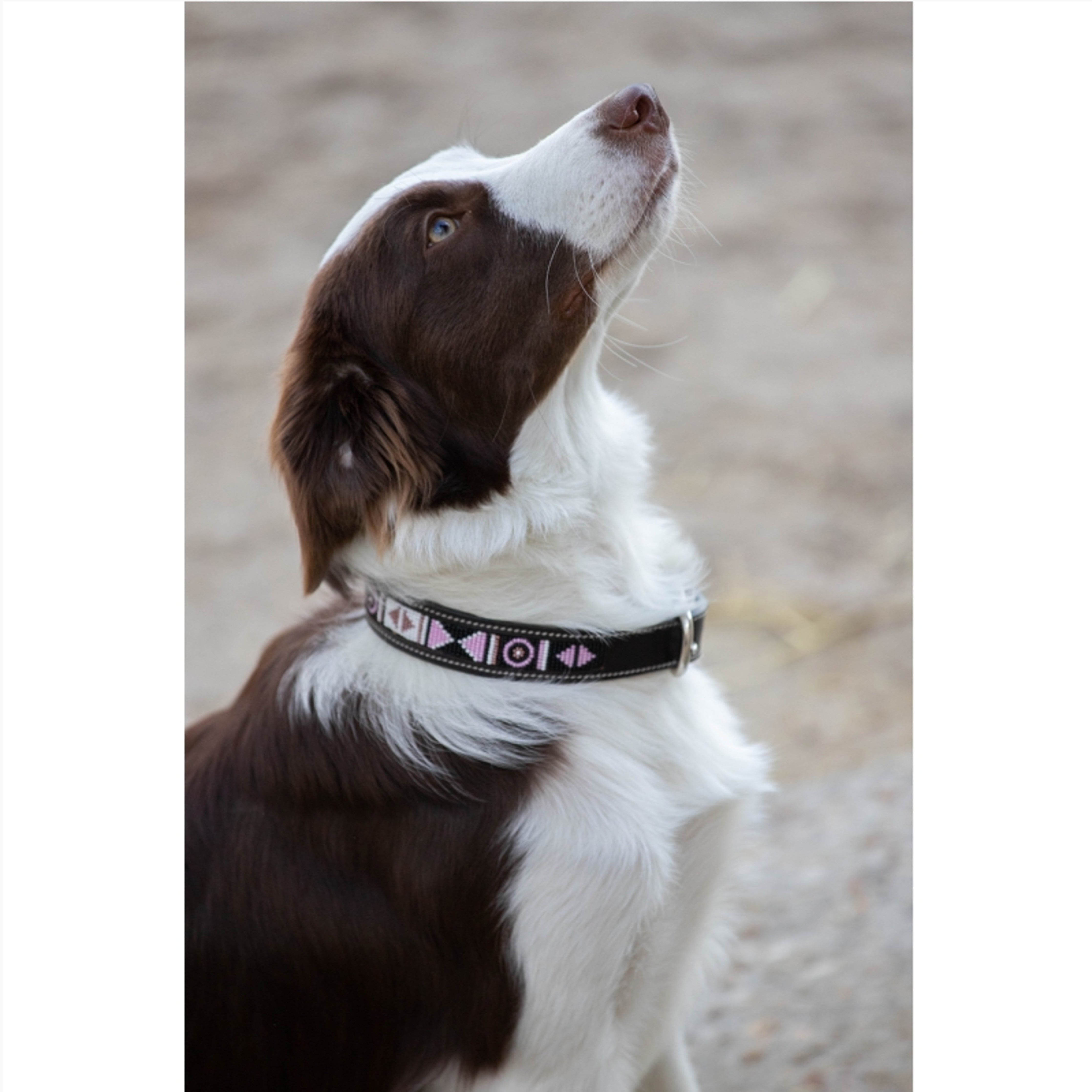 Penelope Beaded Dog Collar