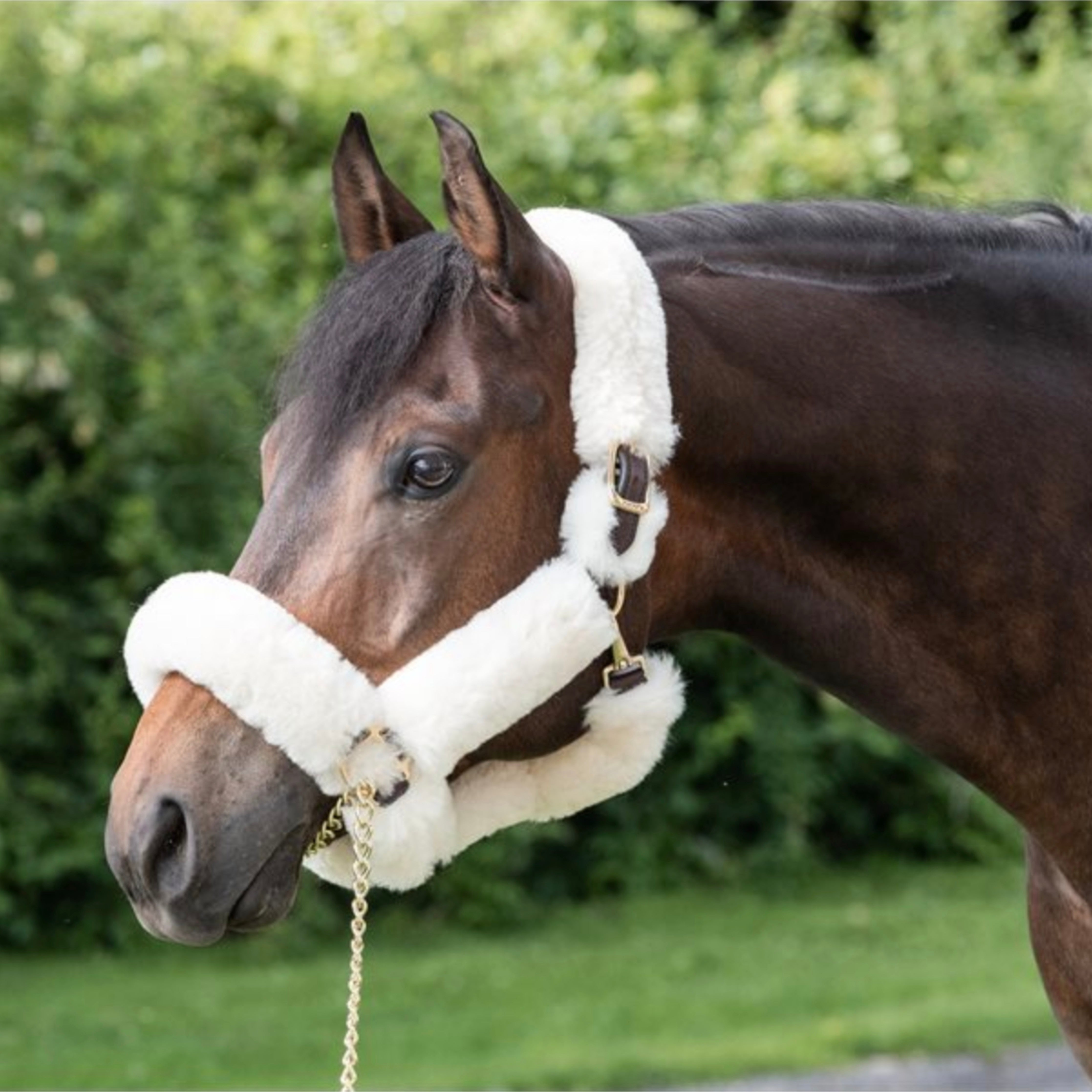 Perris Shipping Halter Sheepskin