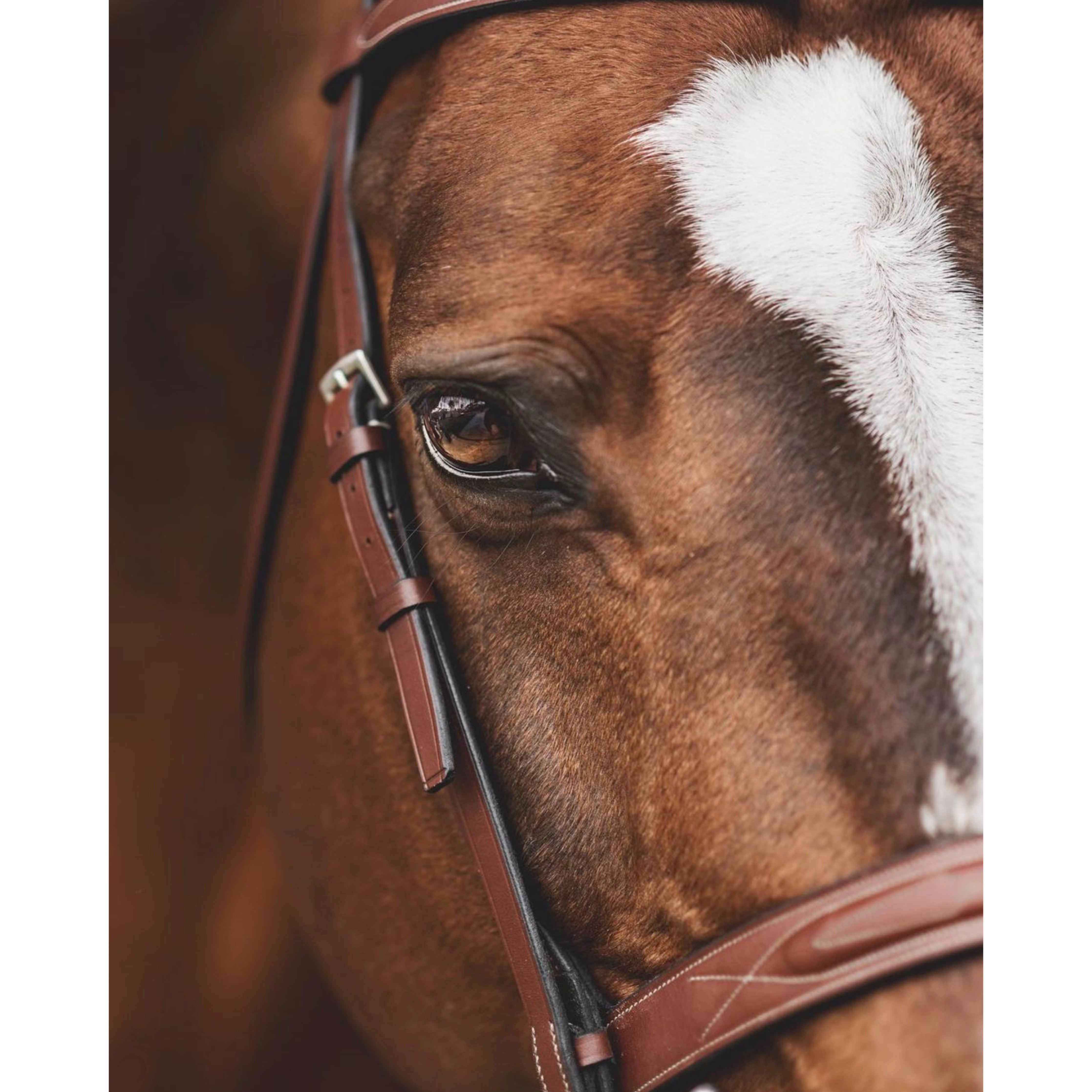 Horse|Man Double Stitch Bridle