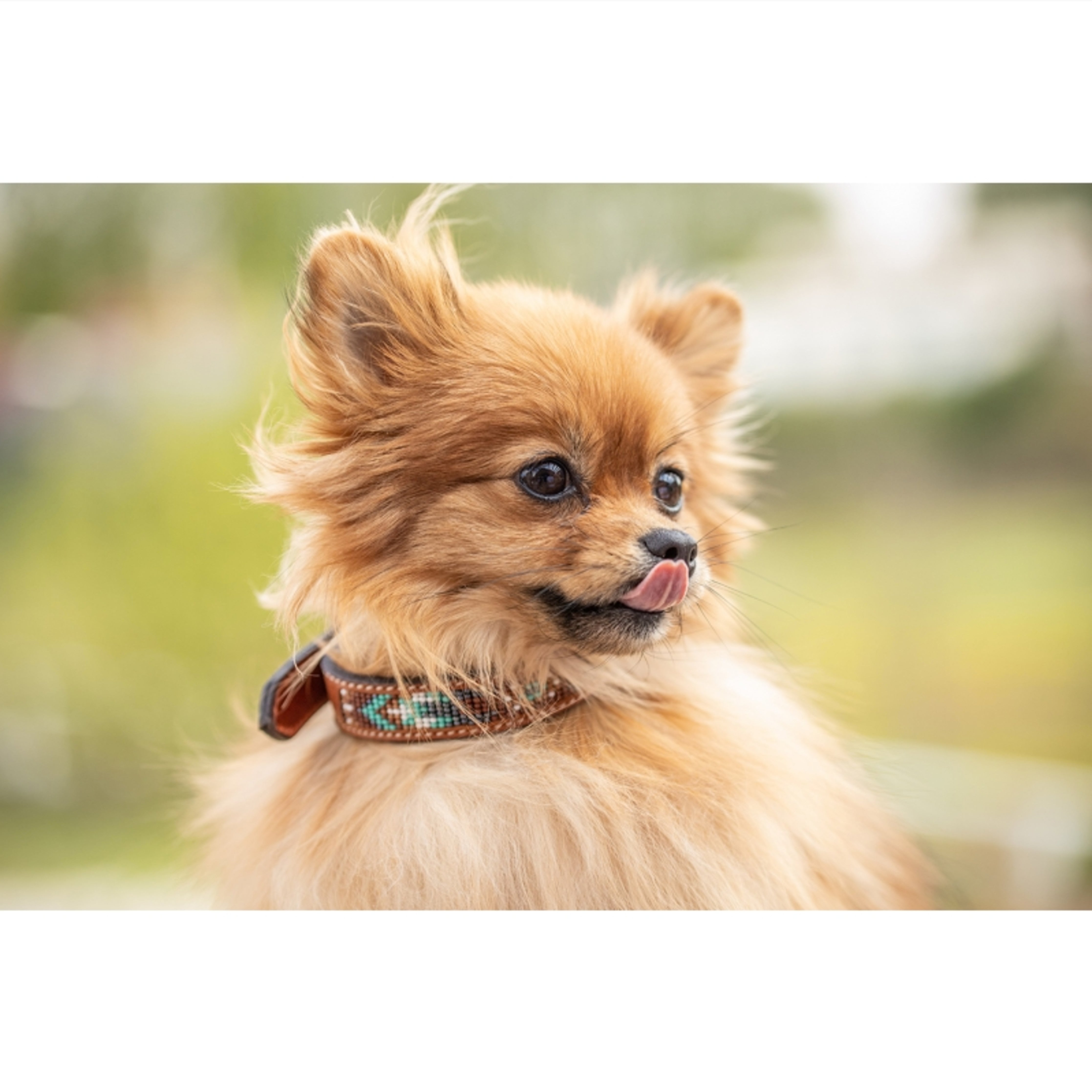 Penelope Beaded Dog Collar