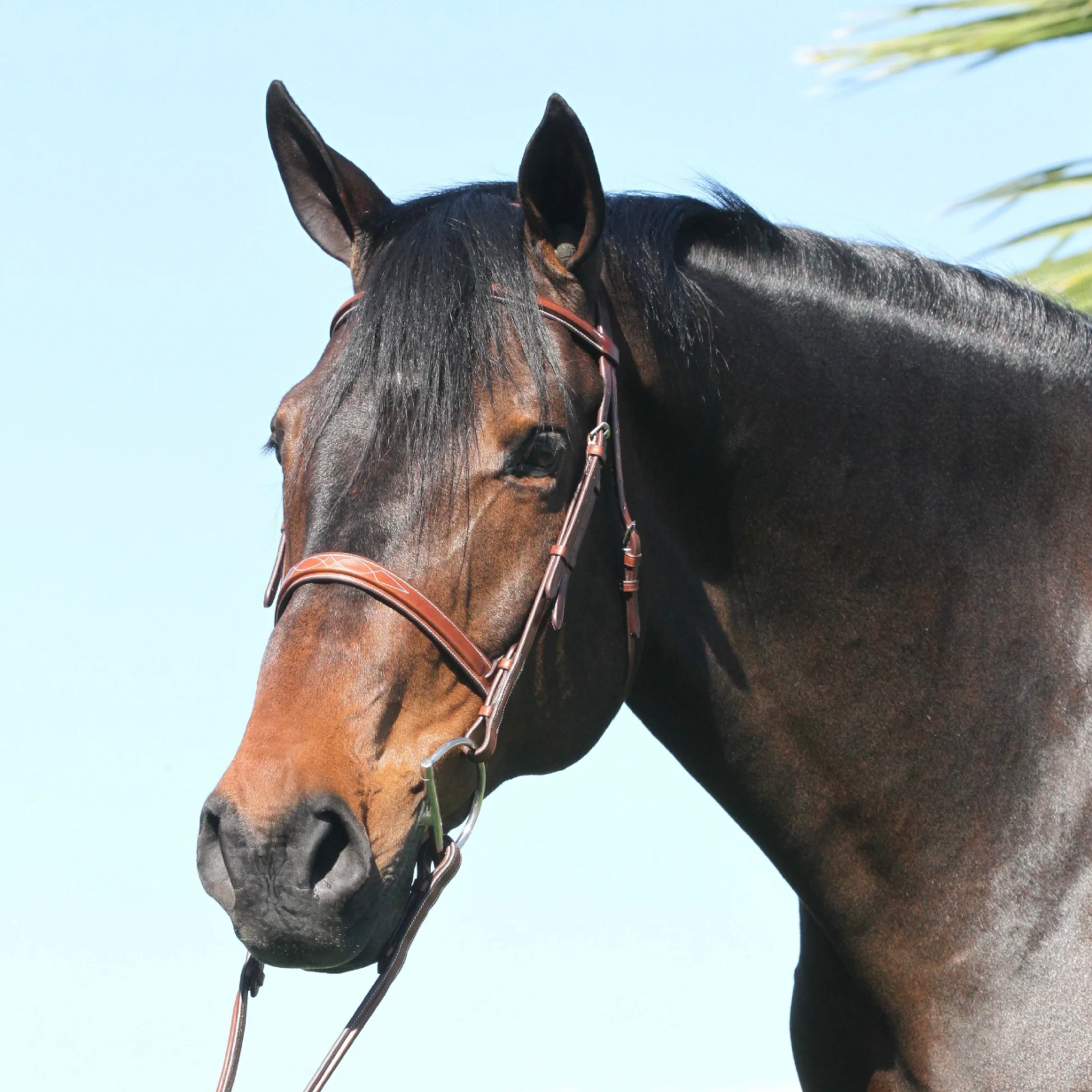 Huntley Wide Fancy Bridle w/ Reins