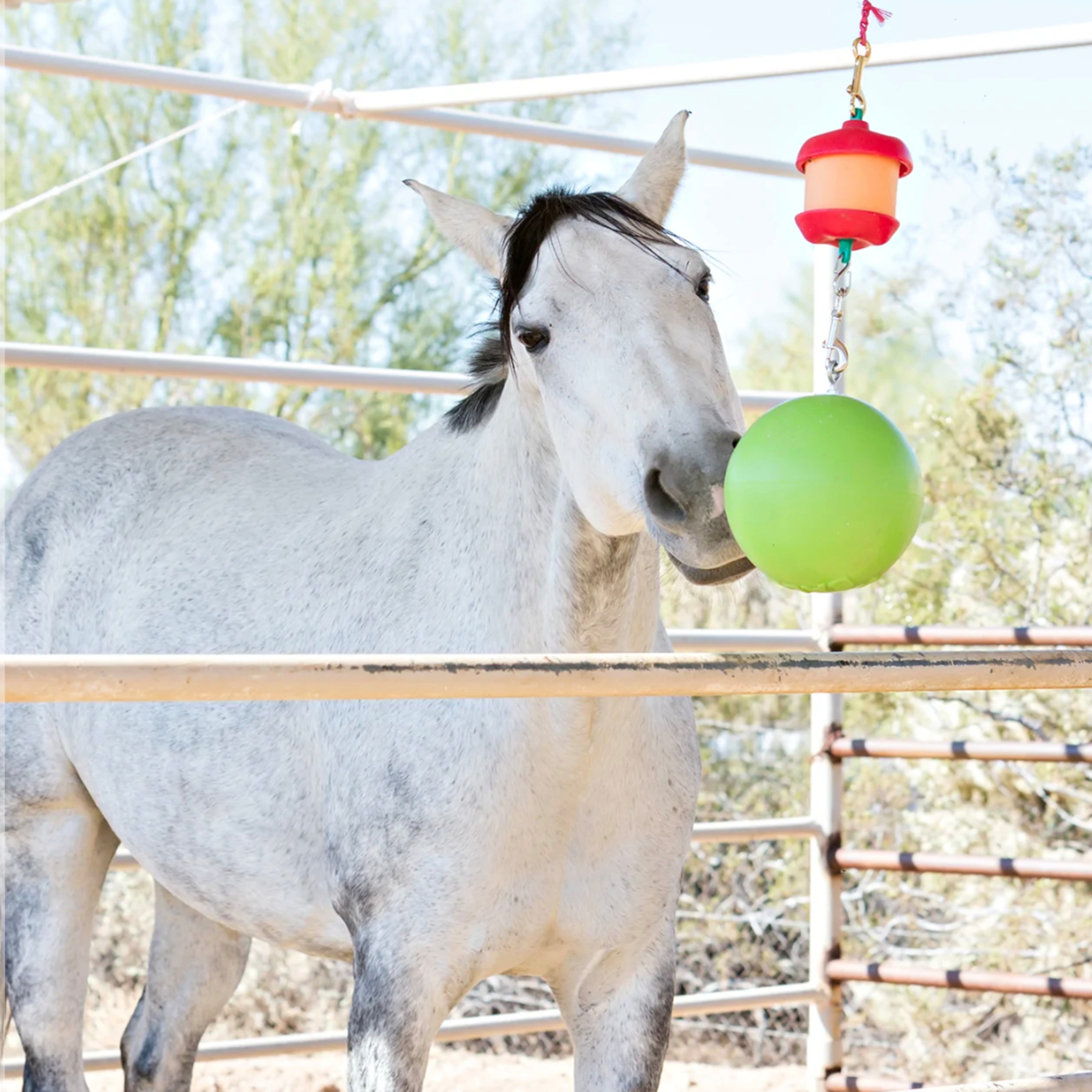 Jolly Stall Snack w/ Apple Ball