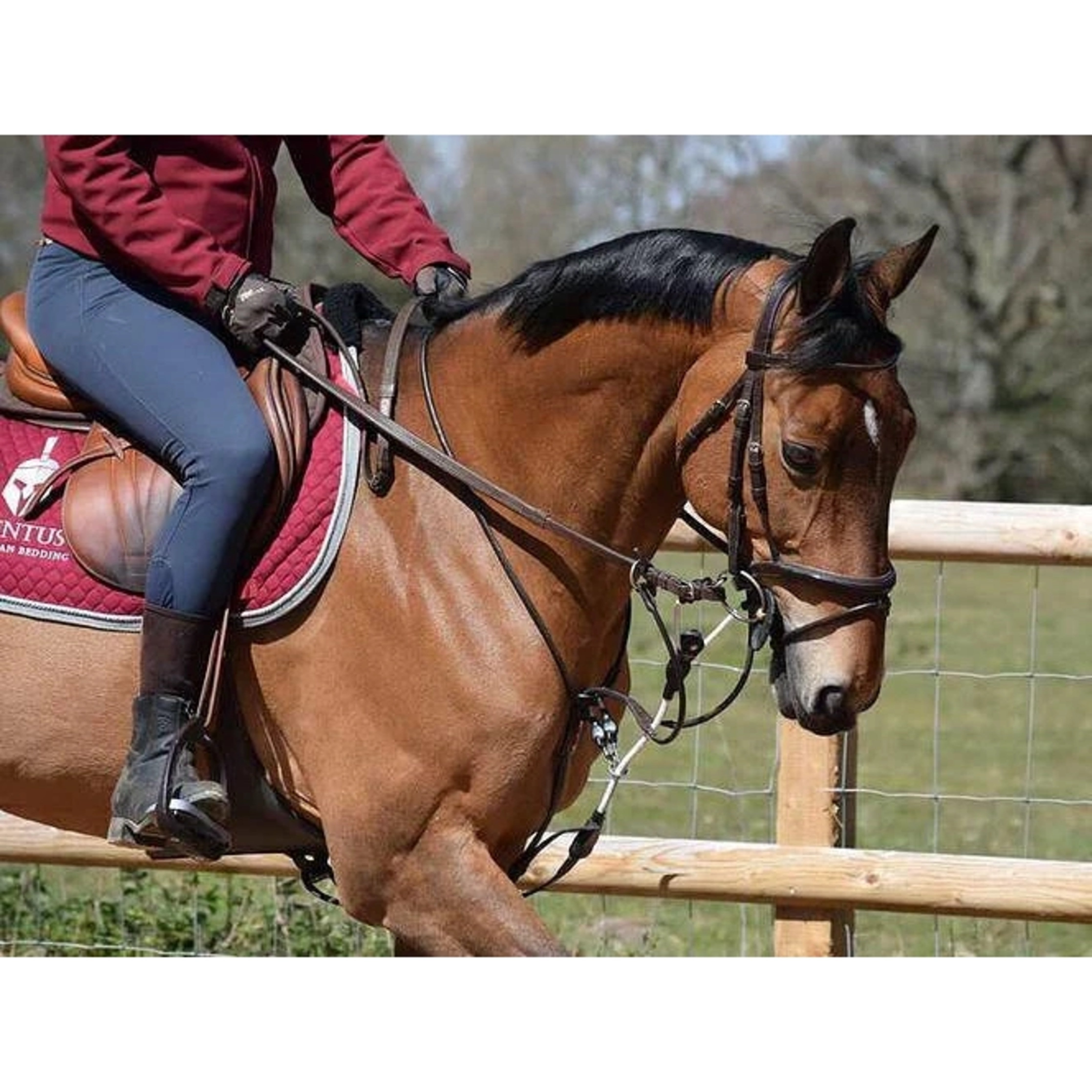 ReinRite Sport Horse Training Aid