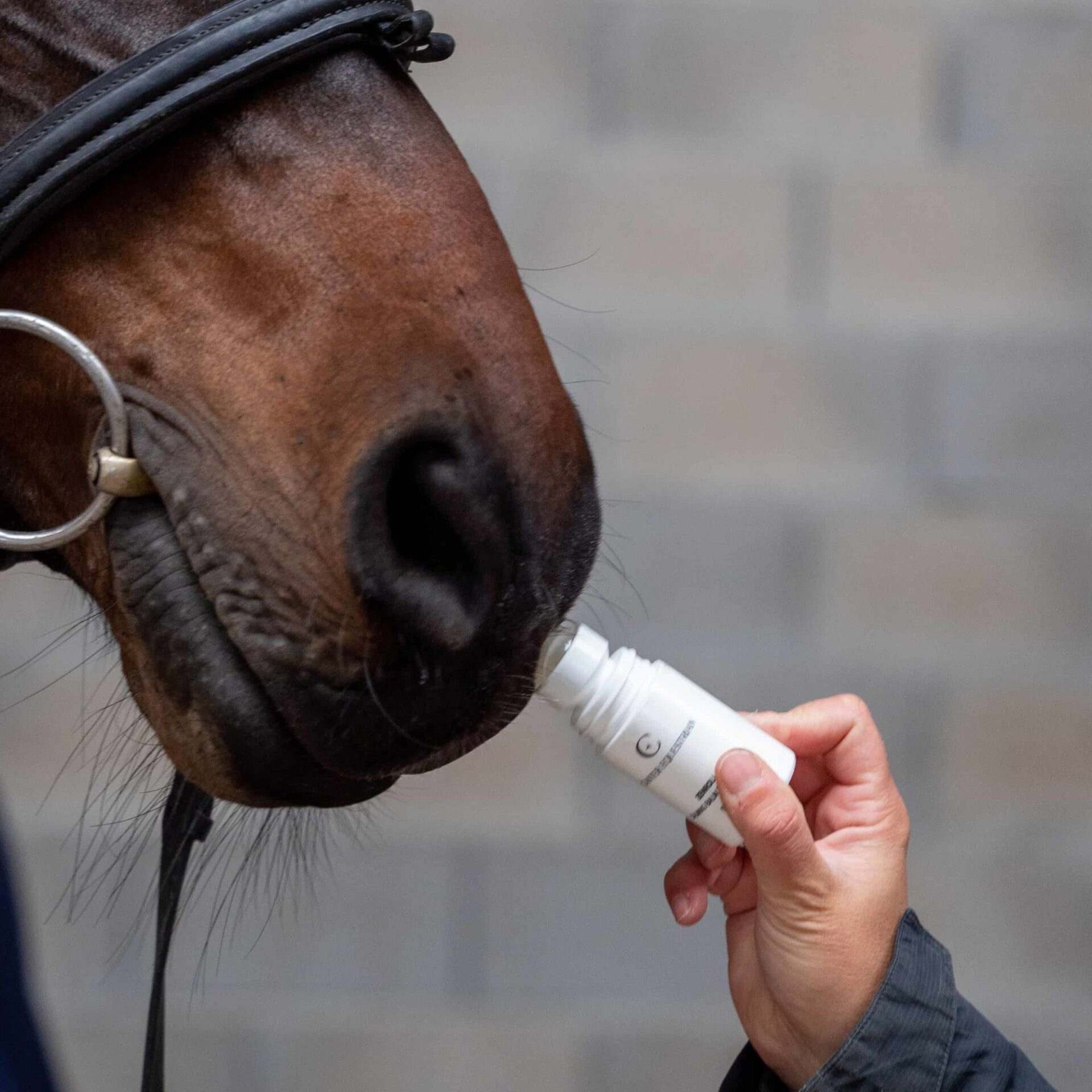 Zenroll Calming Balm for Horses 50ml