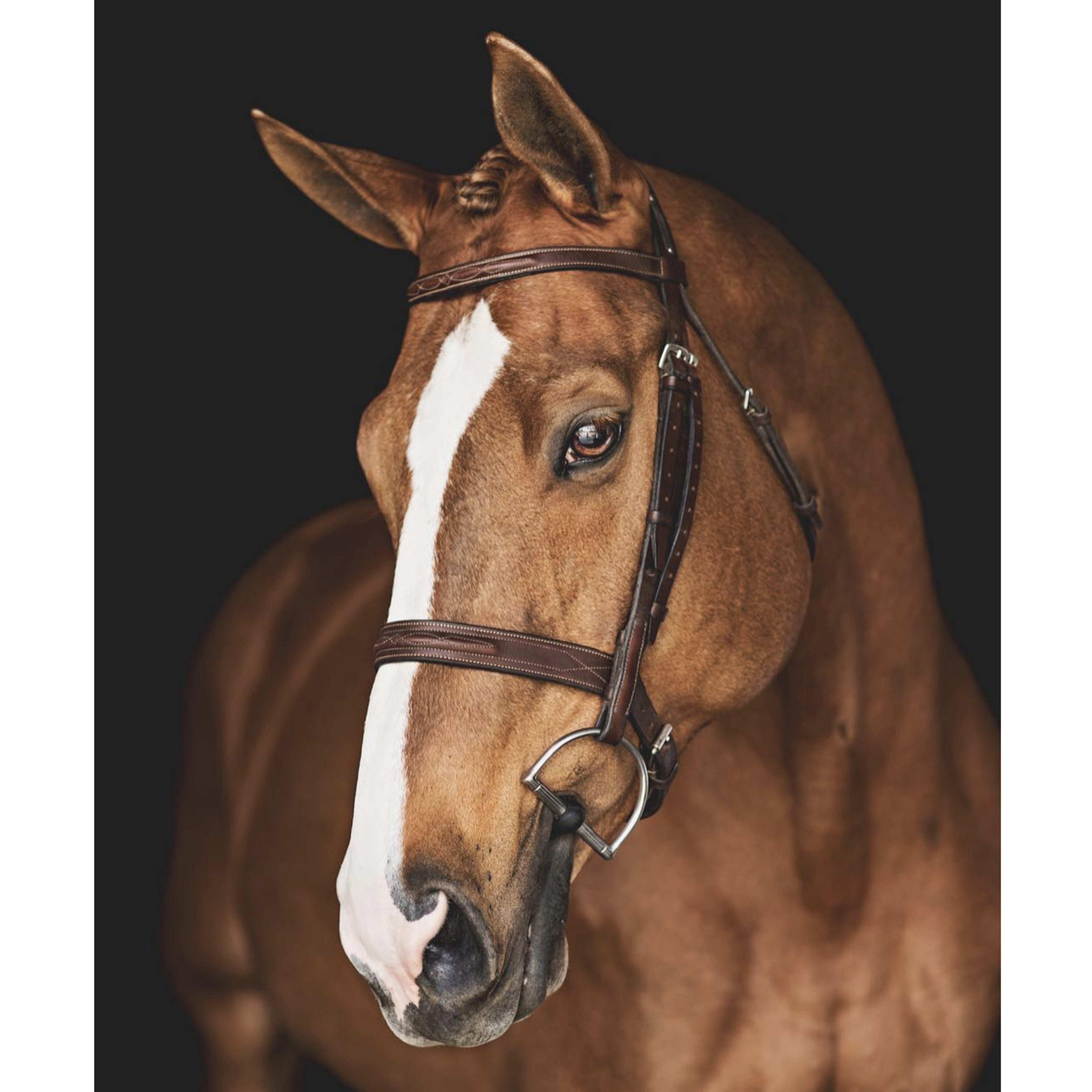 Horse|Man Double Stitch Bridle