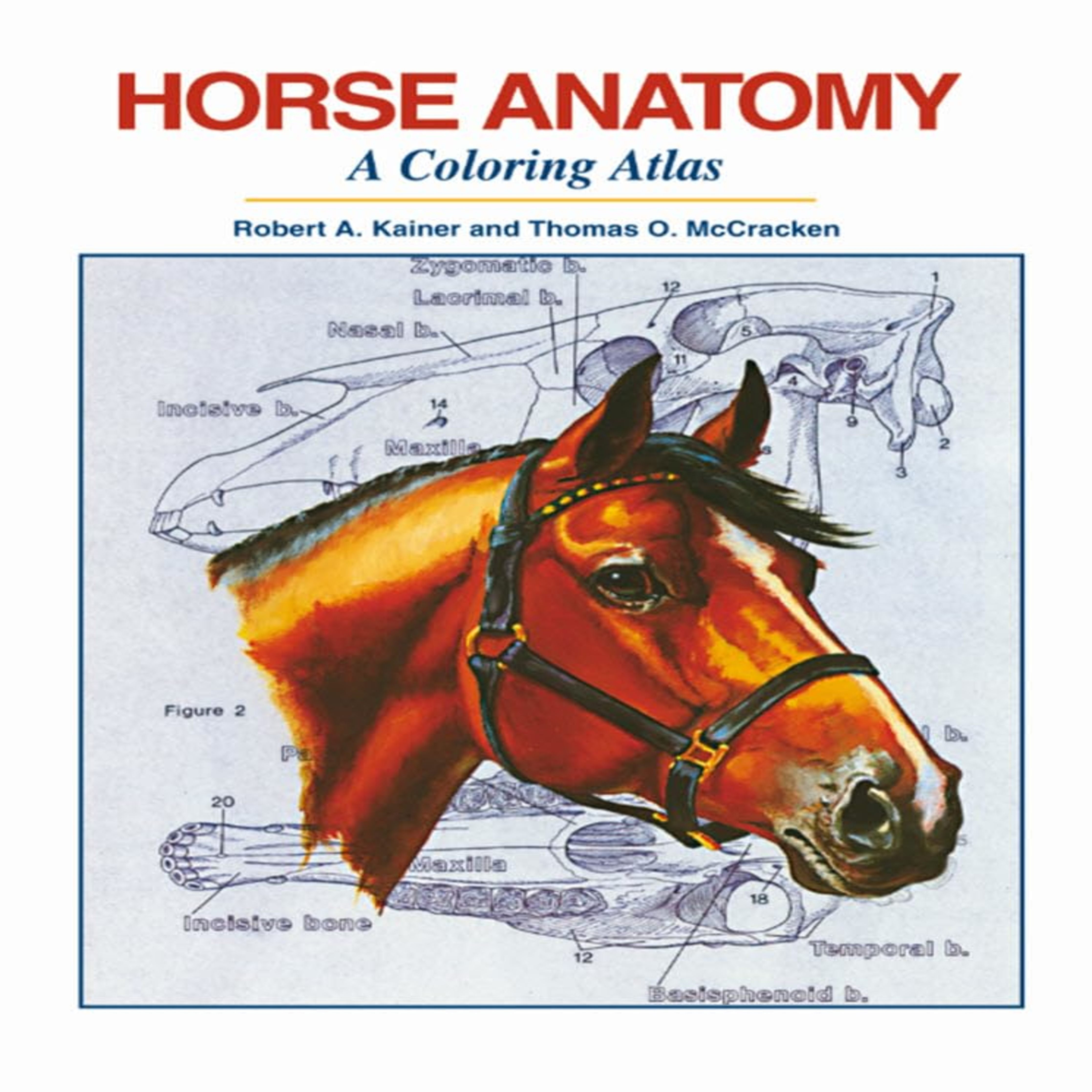 Horse Anatomy: A Coloring Atlas