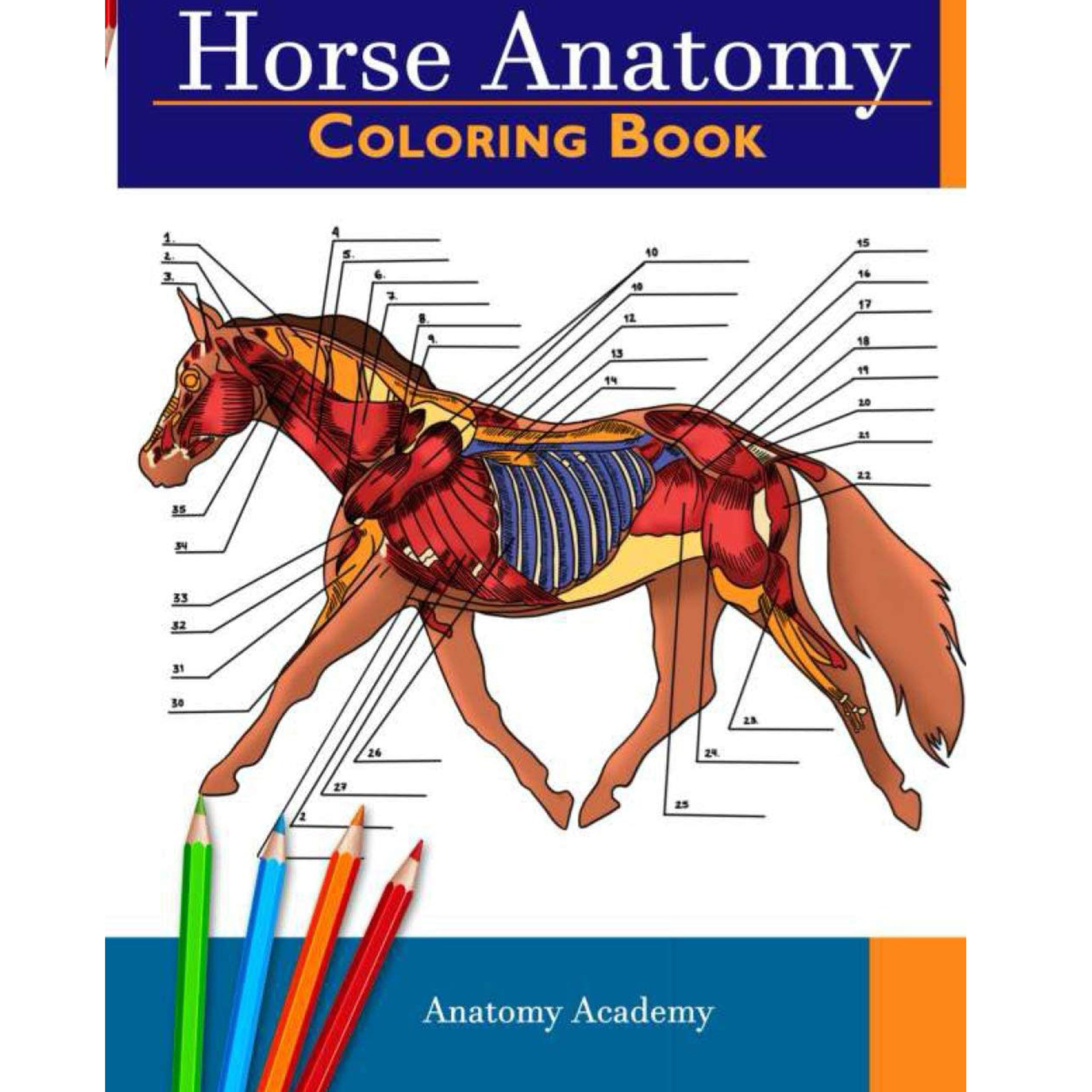 Horse Anatomy Coloring Book