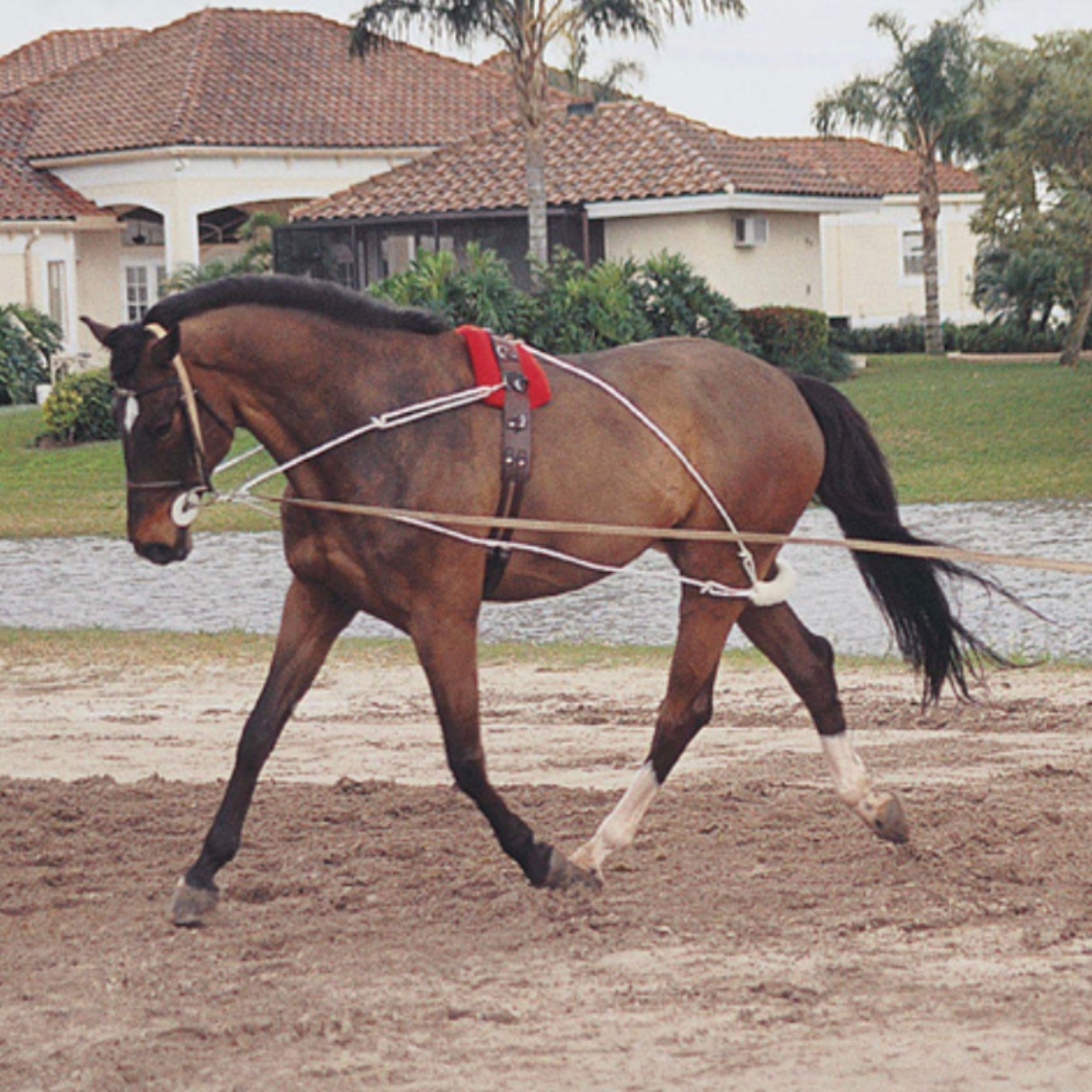 Pessoa Lungeing System Horse