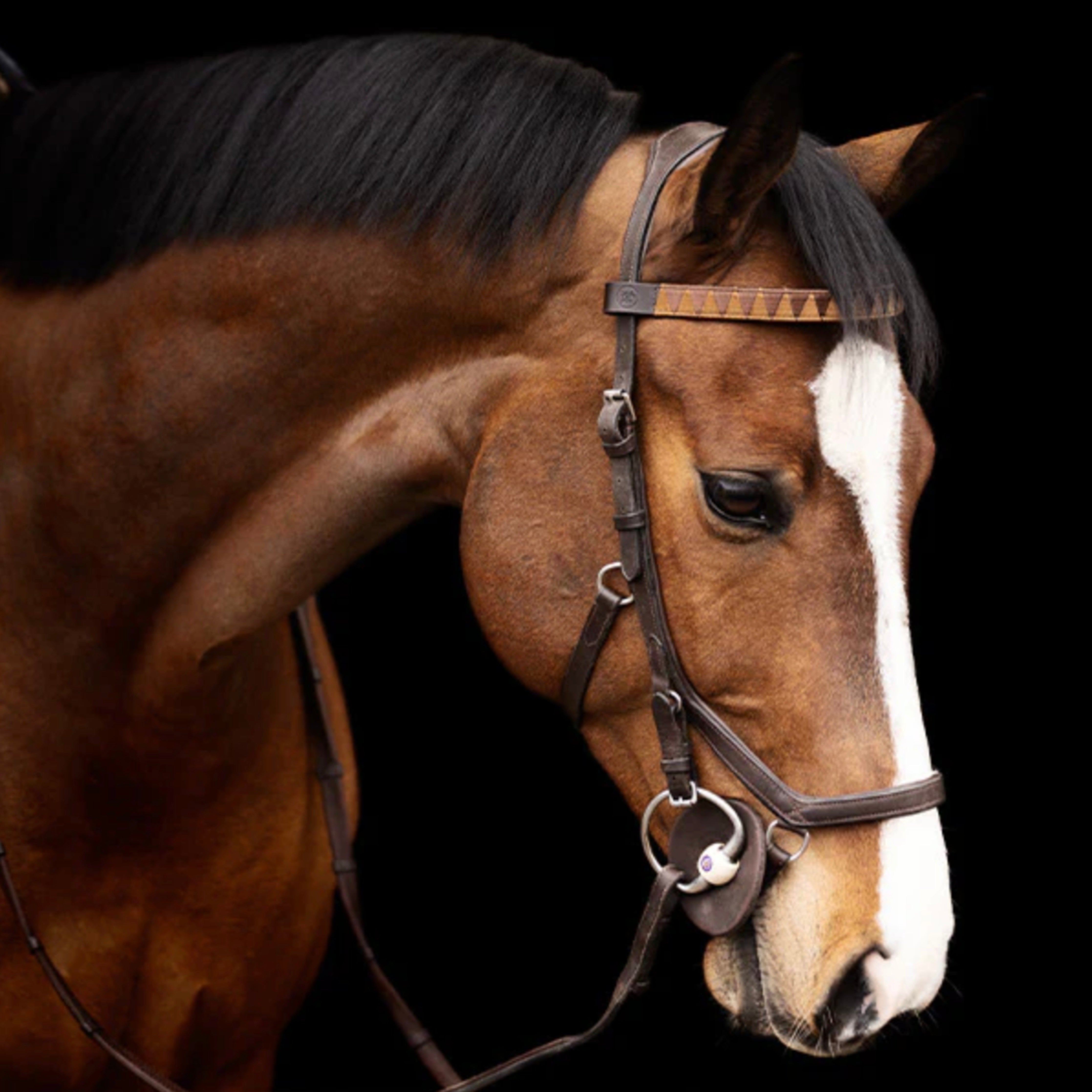 Get the Gallop Sharktooth Browband
